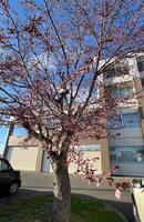 校舎前庭の桜（4月22日撮影）